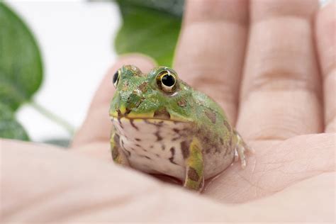 養角蛙招財|角蛙好飼養嗎？ ｜多品種零售及商品販售｜角蛙專賣店